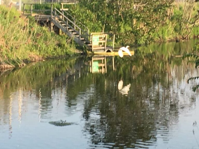 Albino Heron on my morning run!