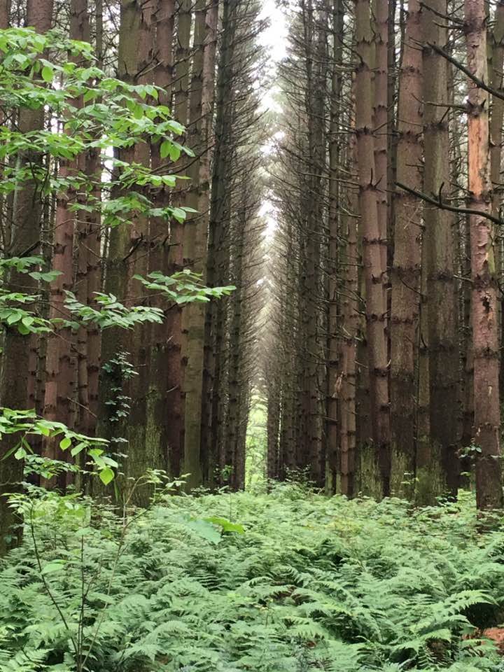 through the trees