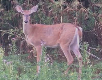 Deer stare down!