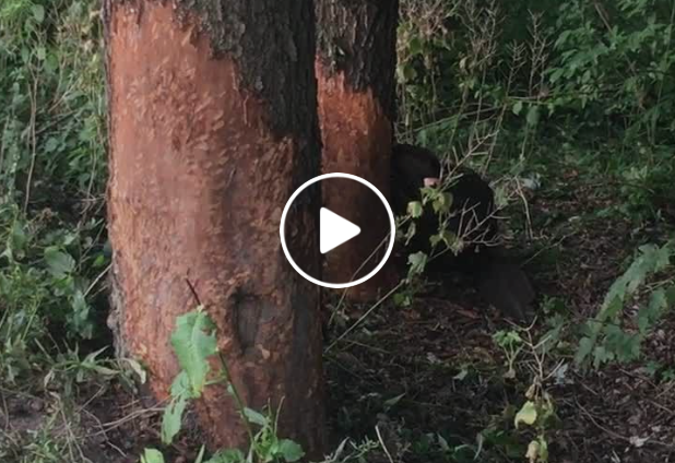 Beaver doing what beavers do!