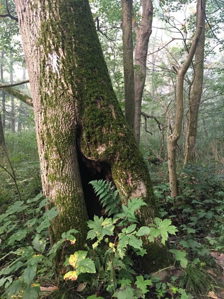 Mossy tree