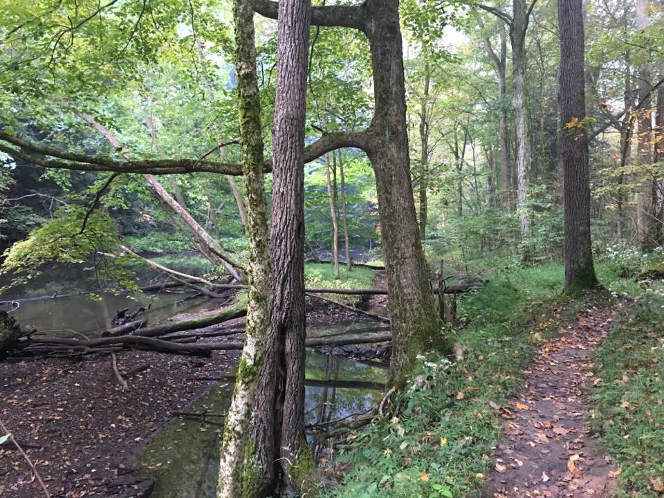 Trail, trees, river