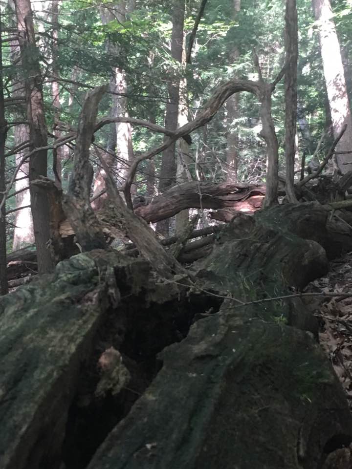 fallen tree