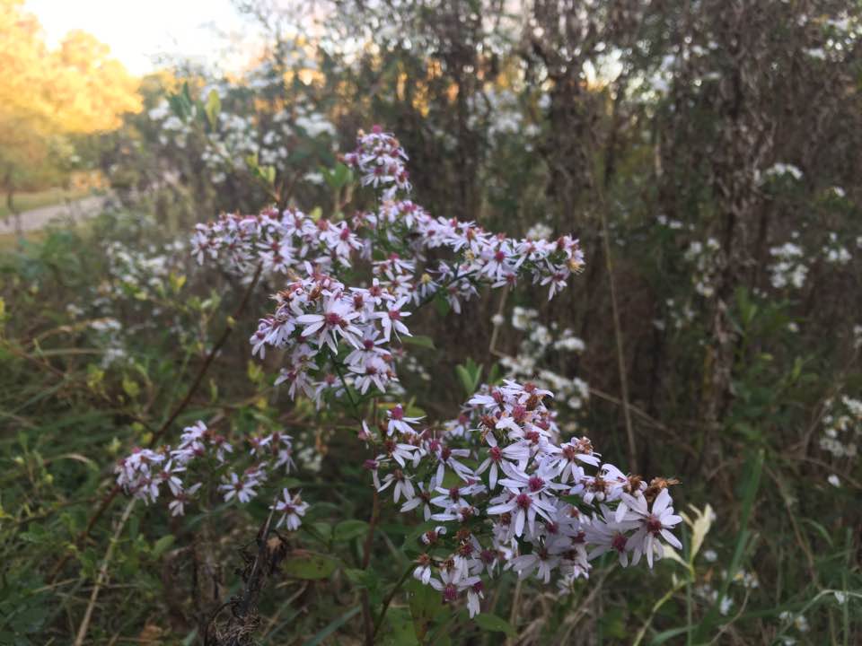 pretty flowers