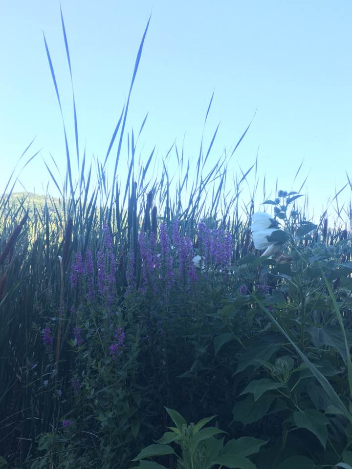 purple flowers