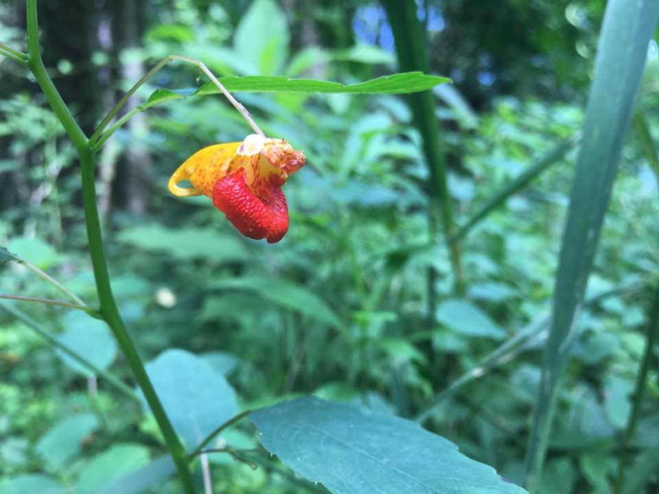 yellow and red flower