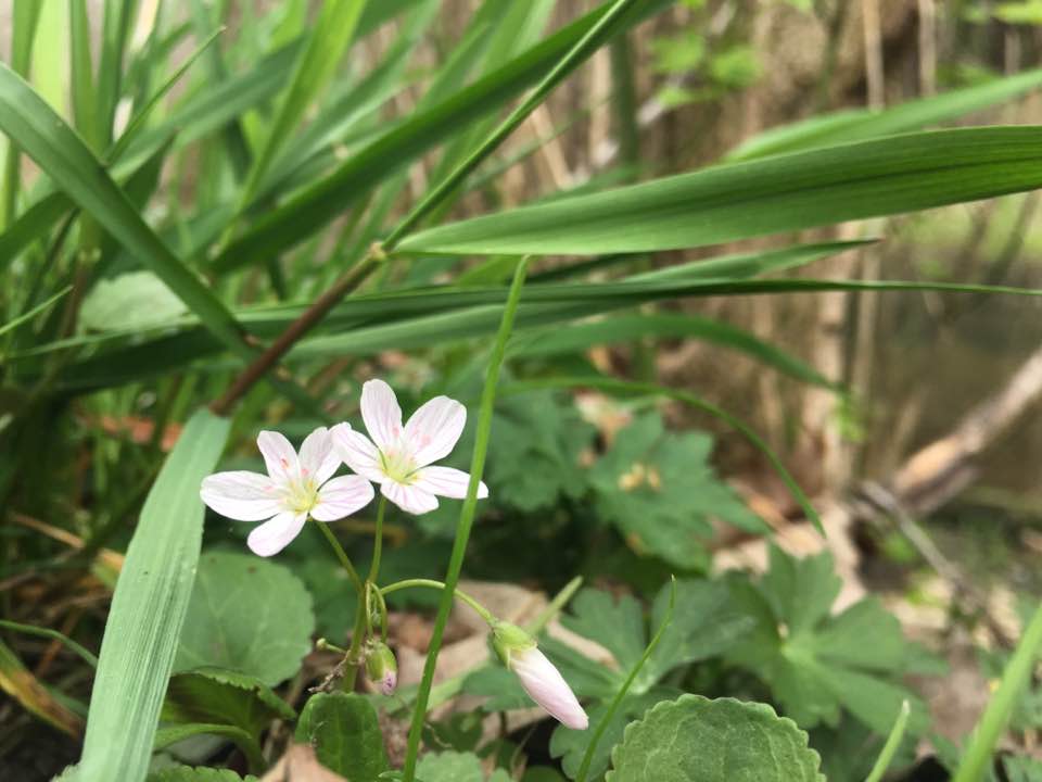 2 flowers