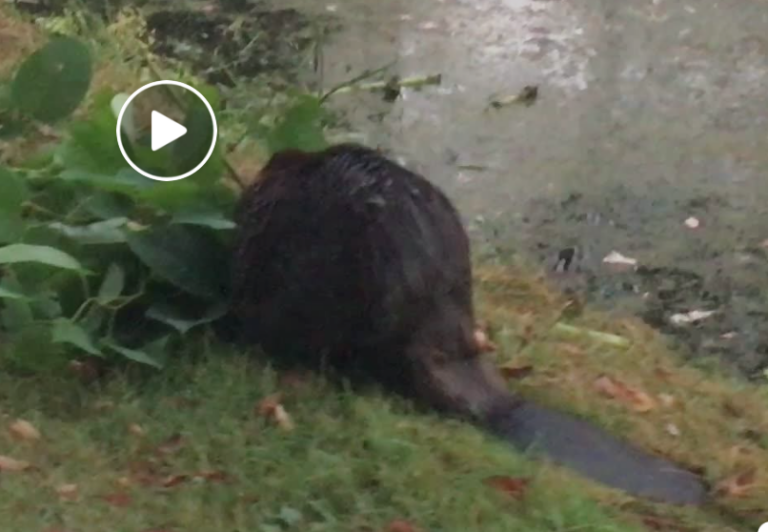 Beaver at Work