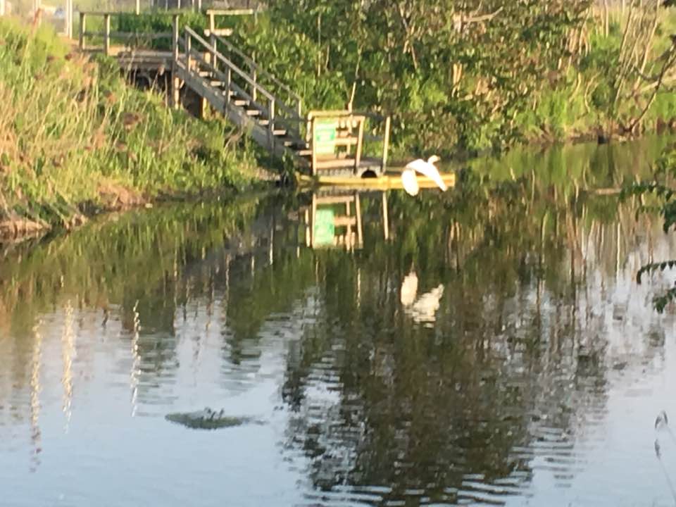 albino heron 2