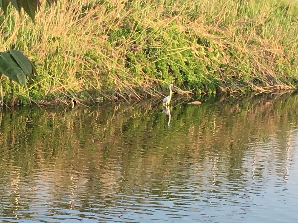 albino heron