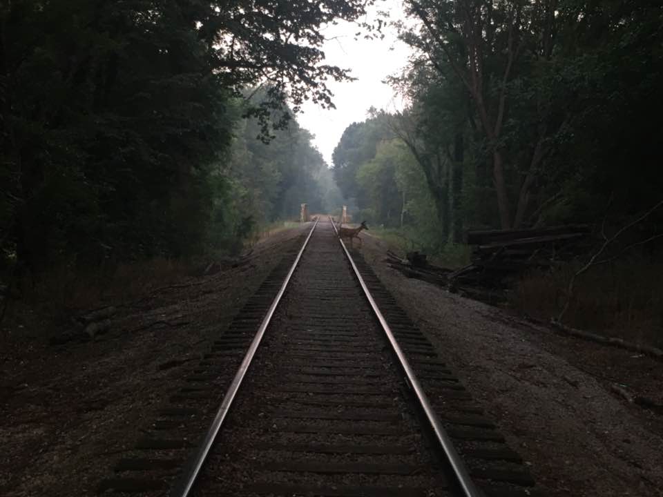 deer on tracks