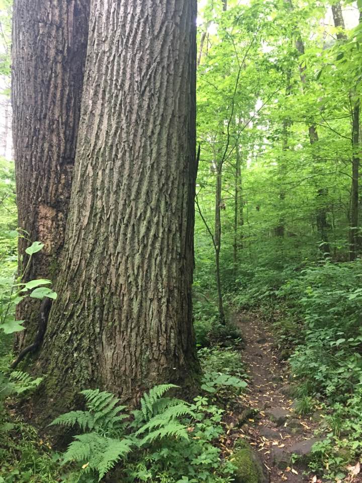 face in tree