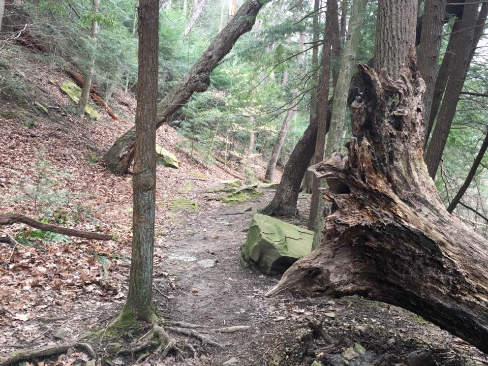 fallen tree