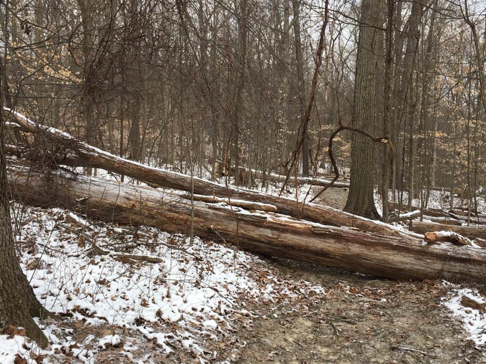 fallen tree