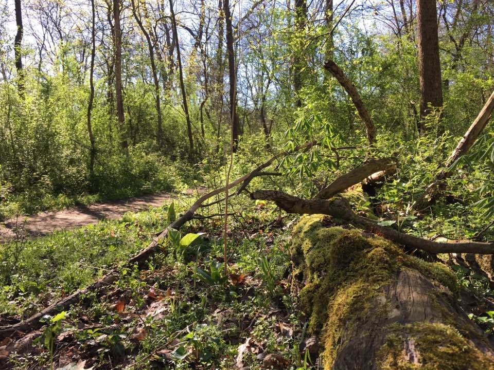 fallen tree