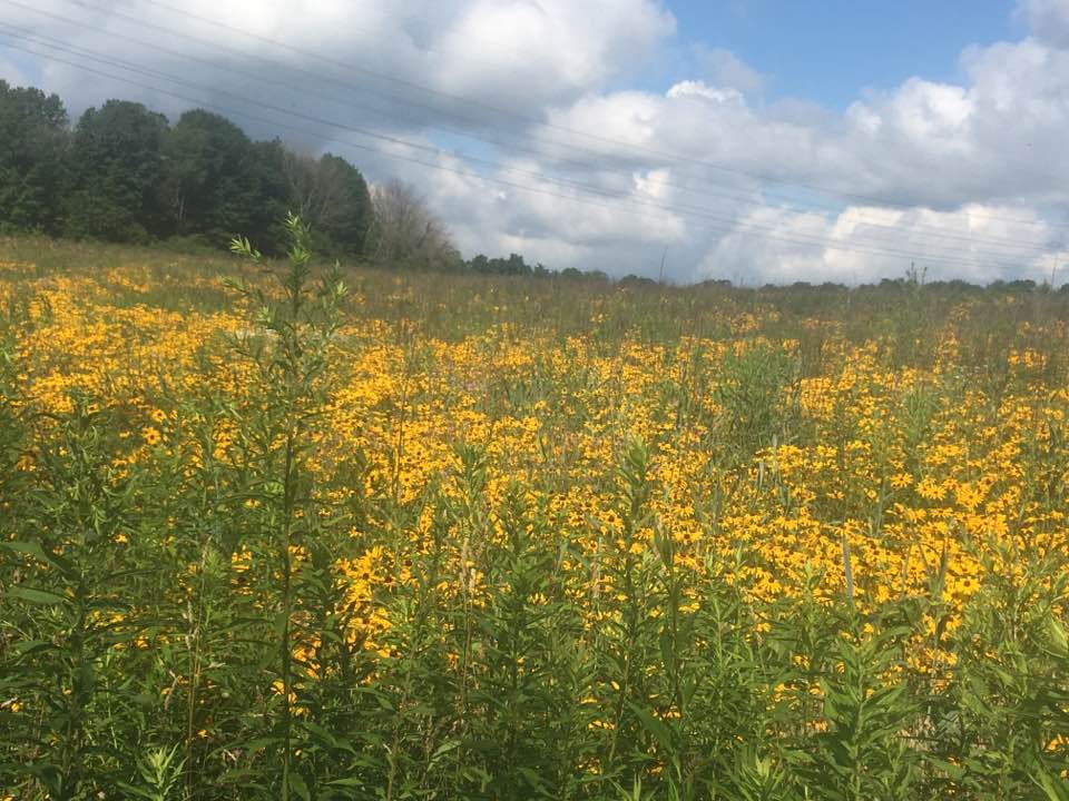 flower field