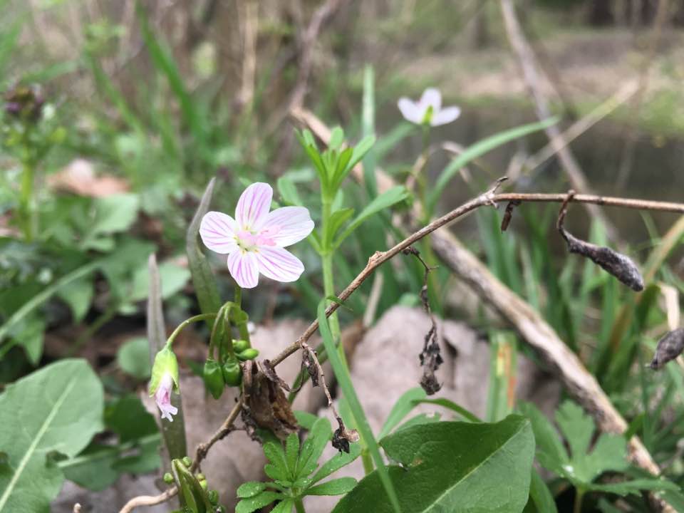 flowers 2