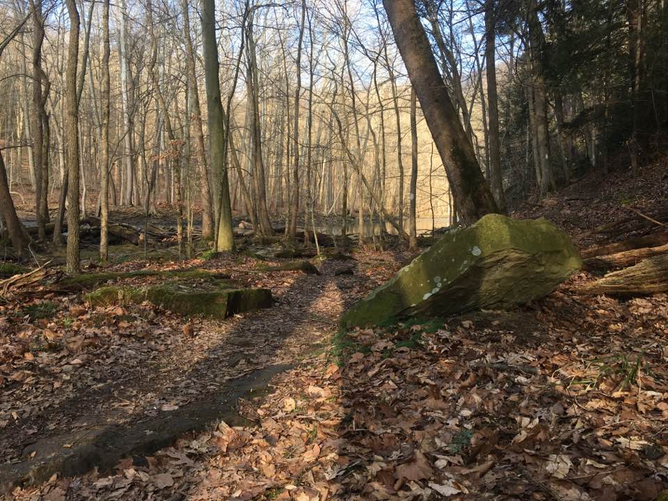 forest floor