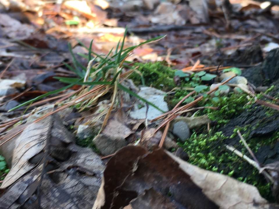 forest floor