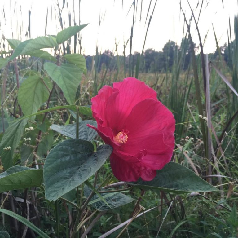 hibiscus