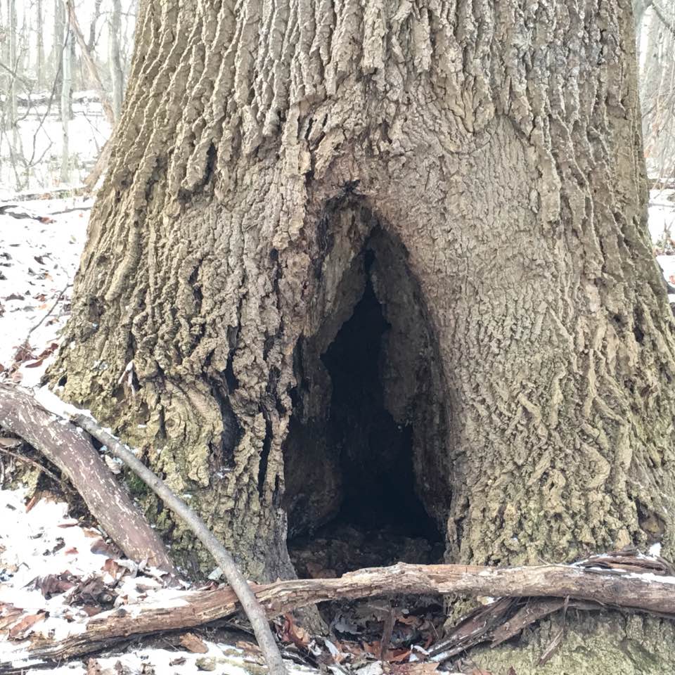 hollow tree