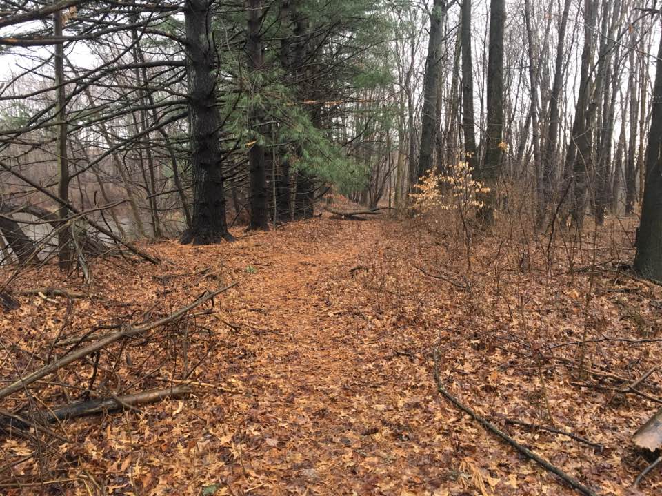 leaf covered trail