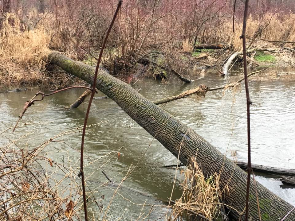 log bridge 2