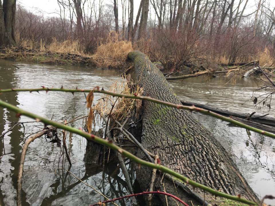 log bridge