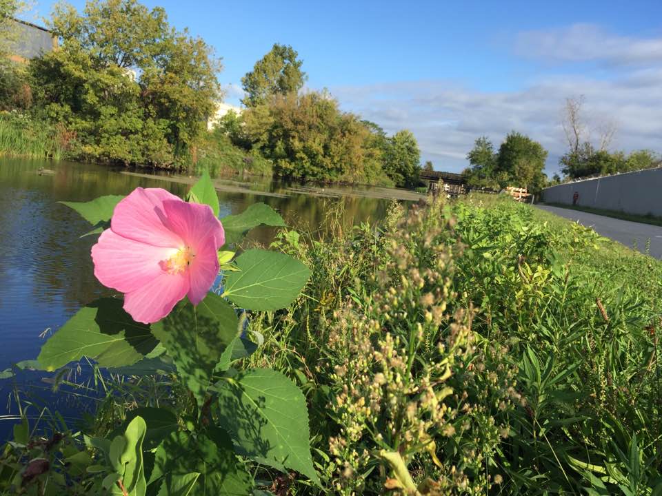 pink flower