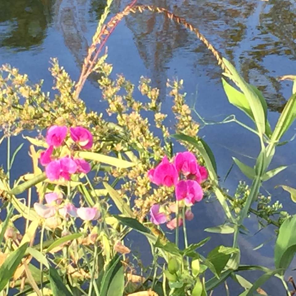 pink flowers