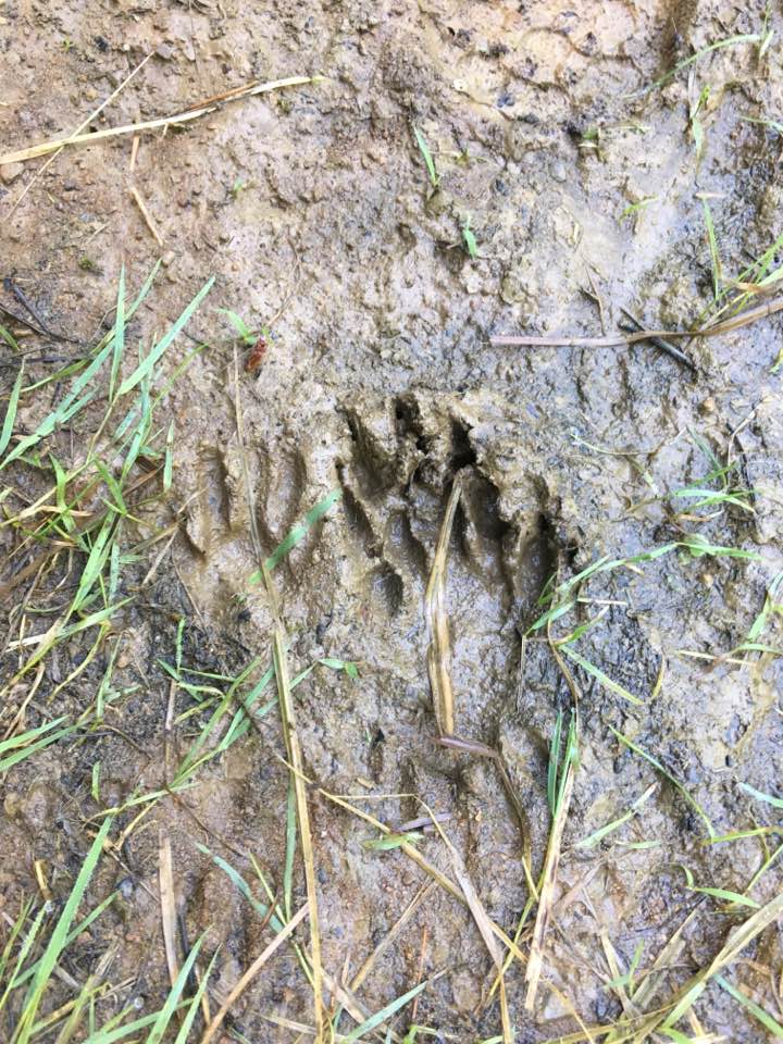 raccoon tracks