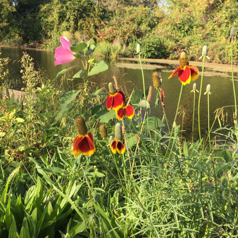 red and yellow flowers