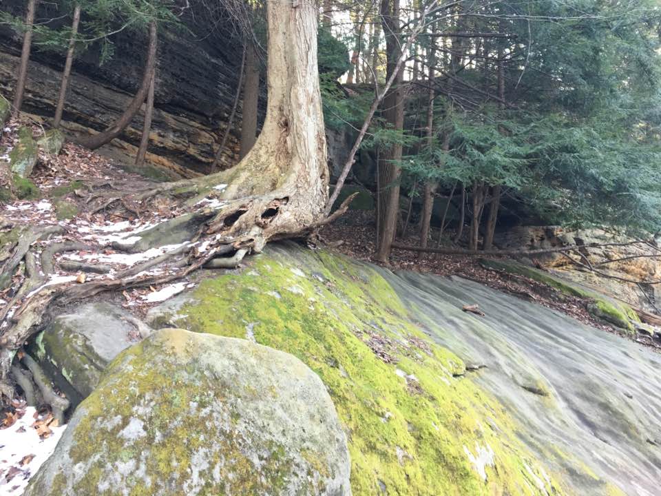 rocks and trees