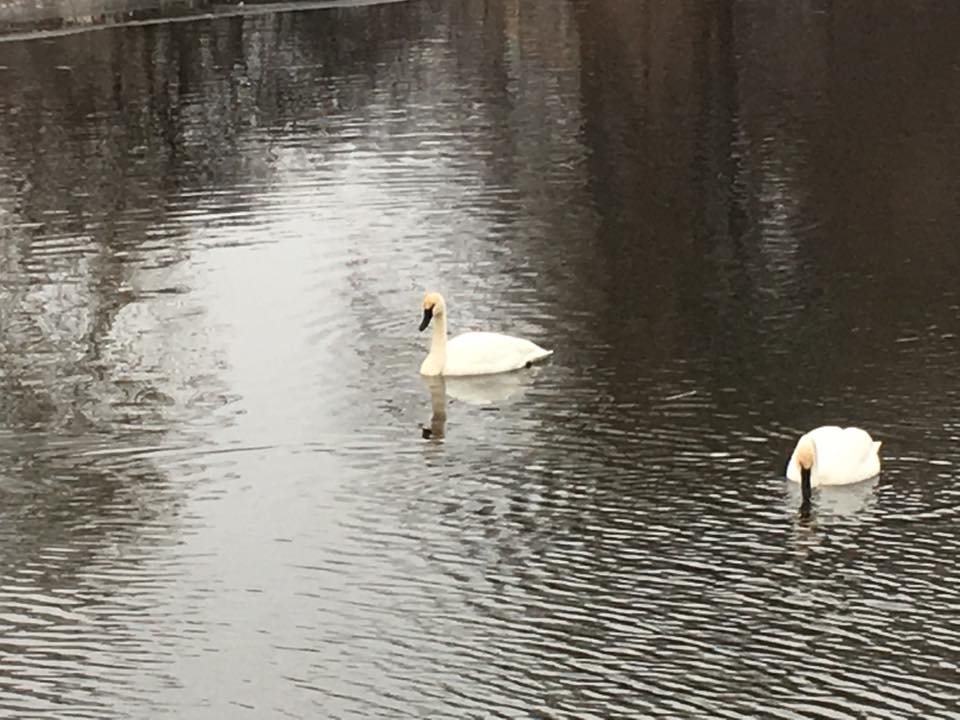 swans