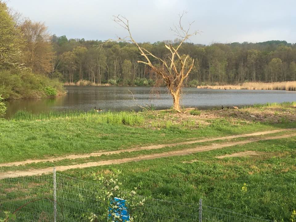 tree and river