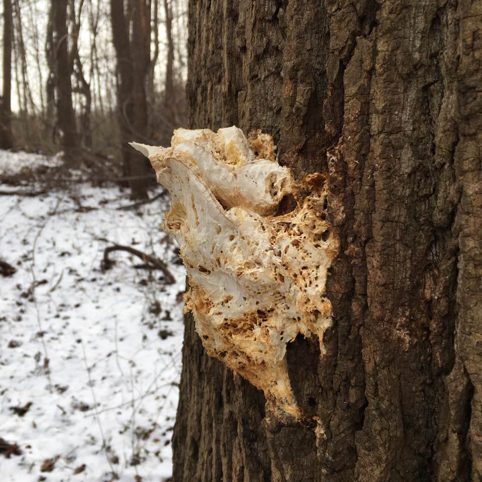 tree fungus 2