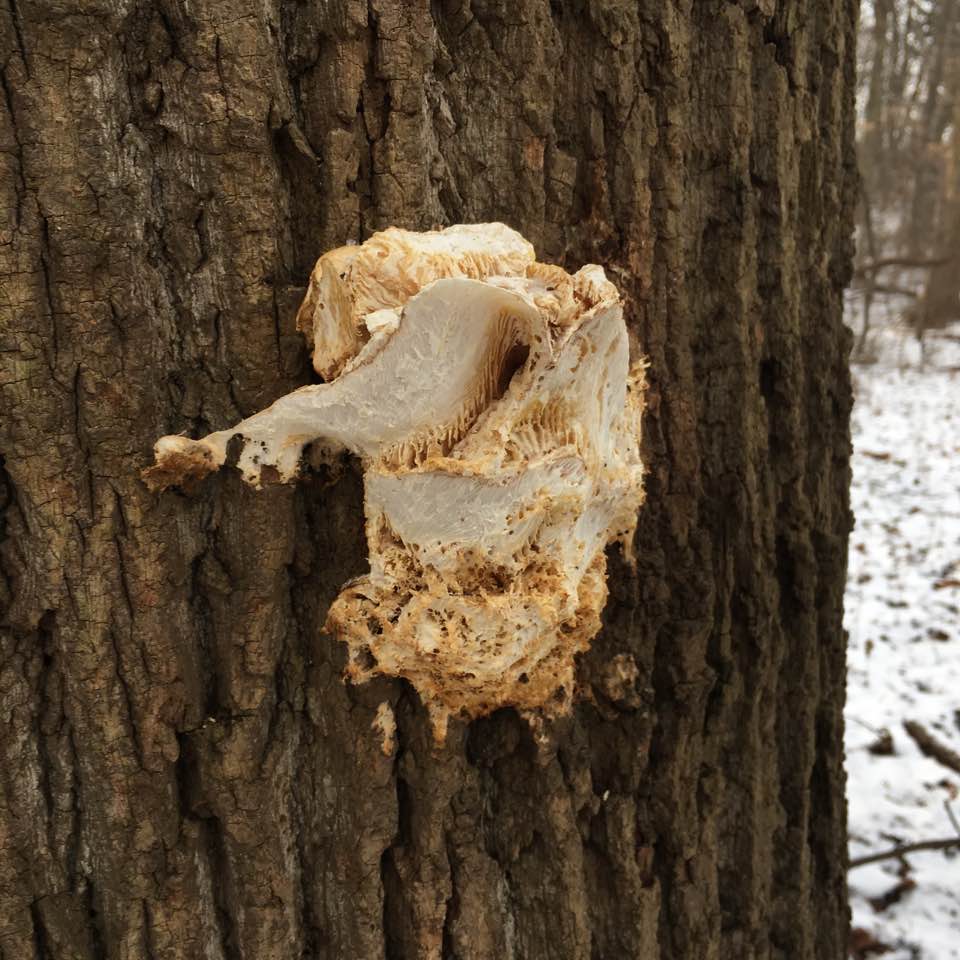 tree fungus