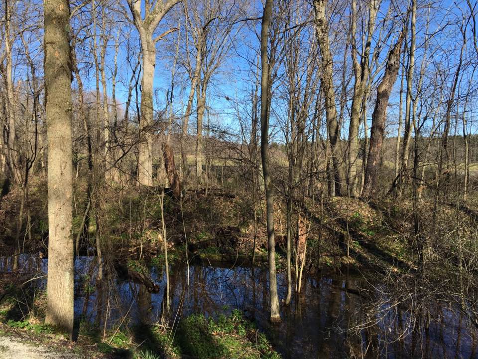 water and forest