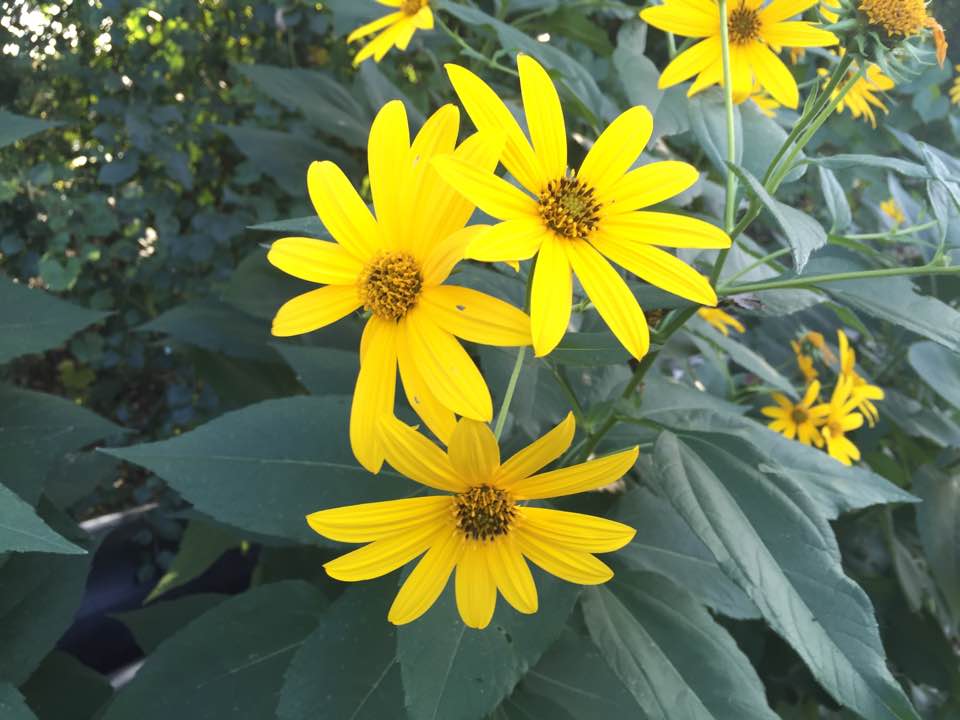 yellow flowers