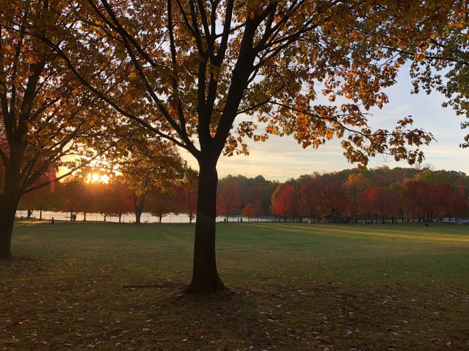 fall tree