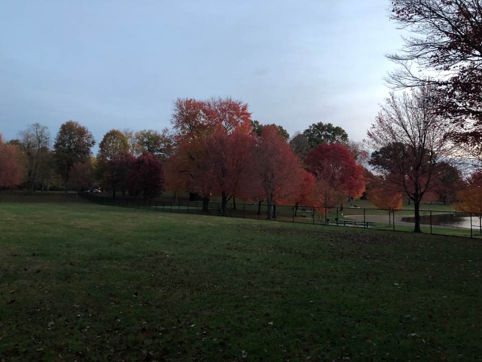 fall trees