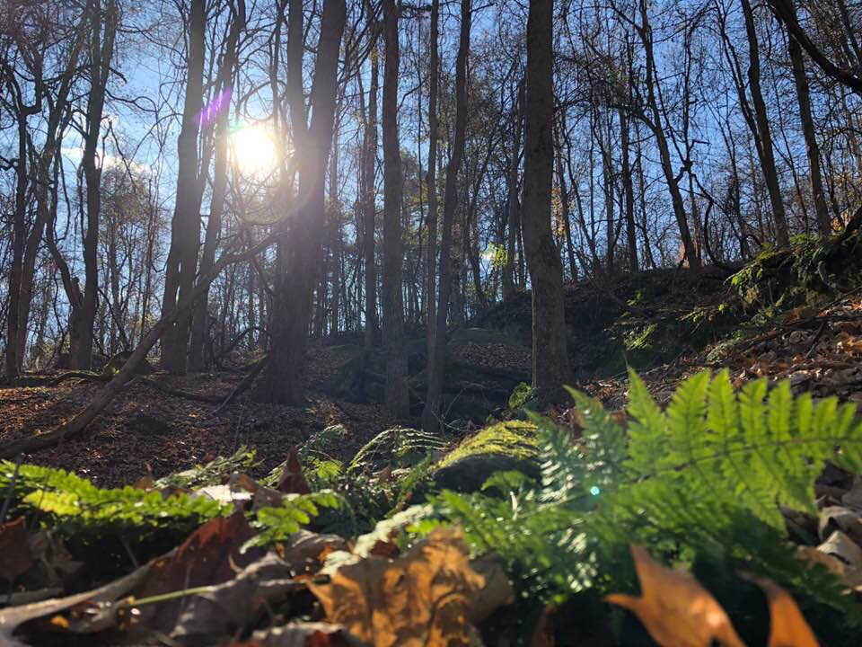 forest floor