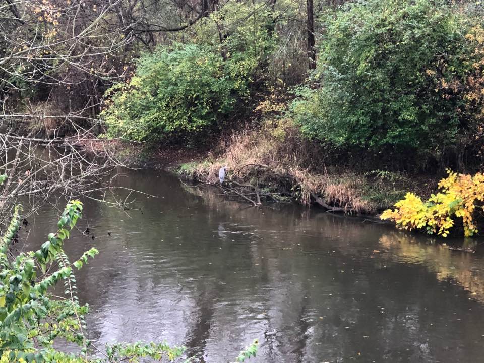 heron on canal