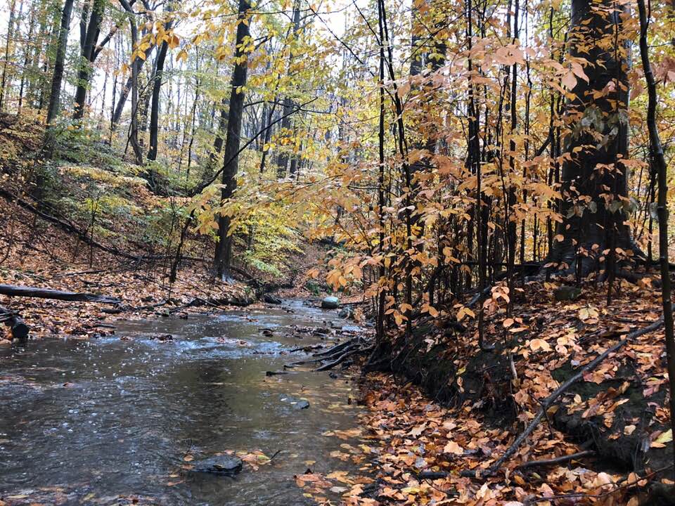 river and leaves 2