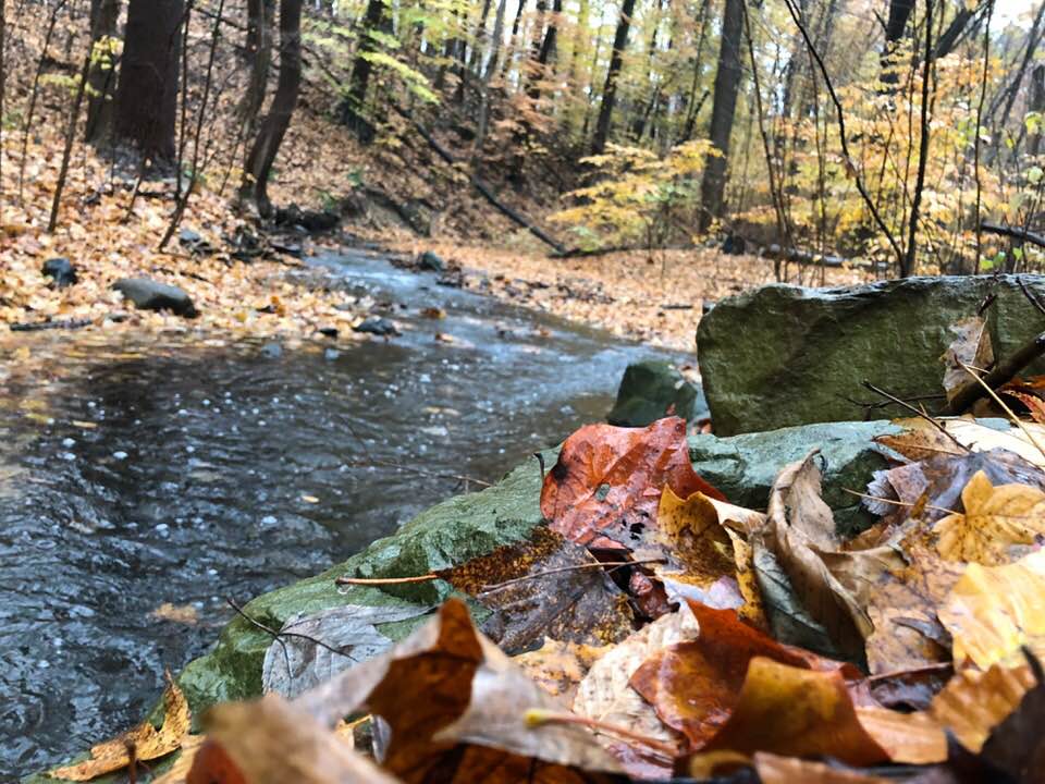 river and leaves