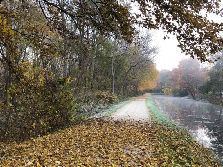 trail with leaves