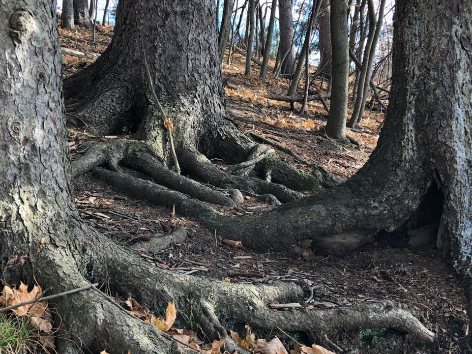 tree roots