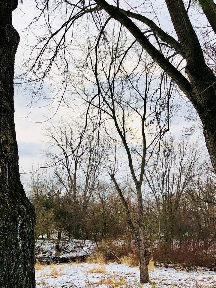 bare trees and snow