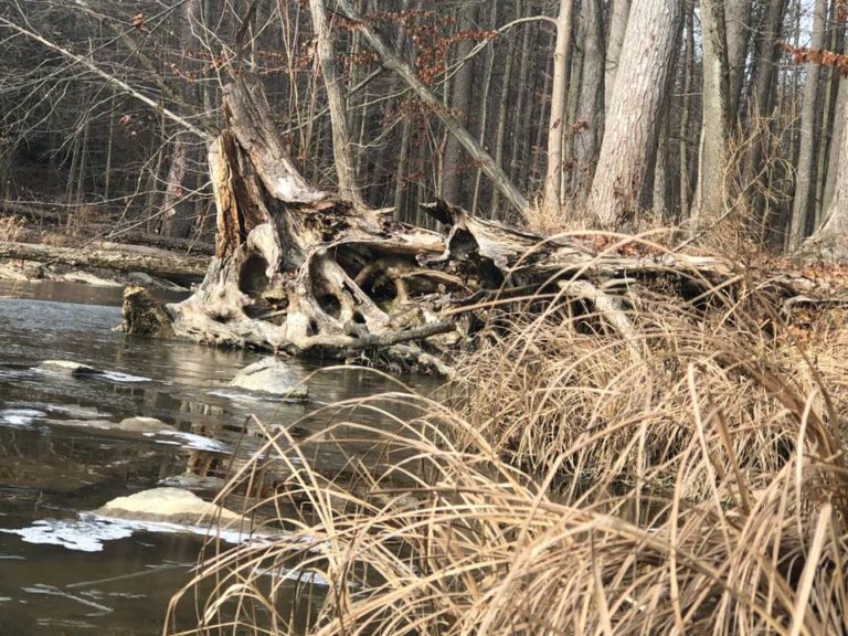 river and tree