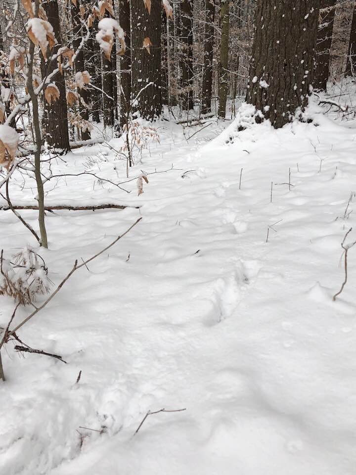 coyote tracks 2